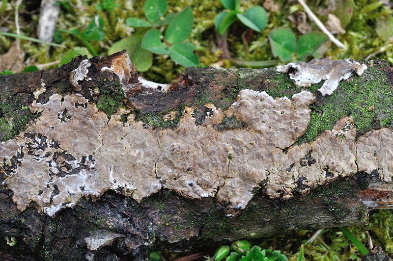 Peniophora... non... Peniophora! (Porostereum spadiceum)
